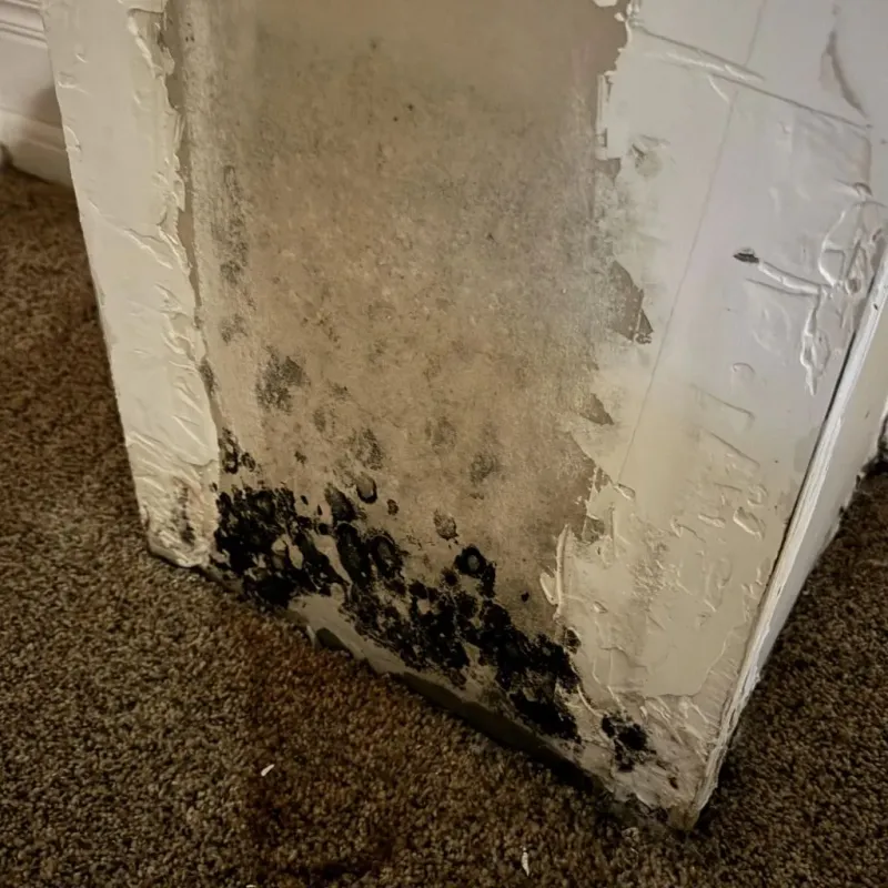 Professional Mold Removal in Coolidge, AZ
